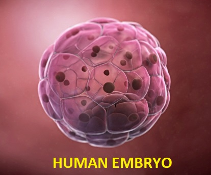What is the price of an embryo?